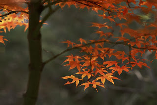 maple-tree-in-fall-art_wallpaper